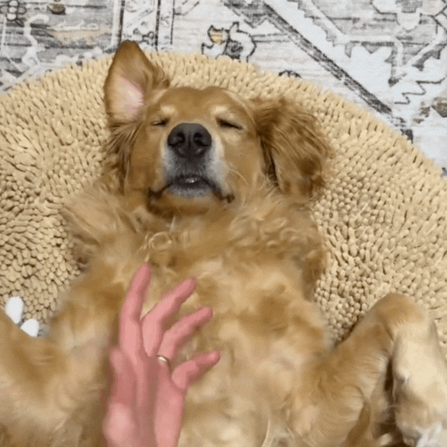 HushPup™ Muddy Bed